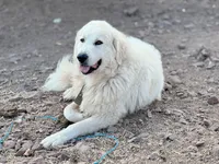 Paw, a female Great Pyrenees for sale in Chino Valley, AZ – 4 of 9