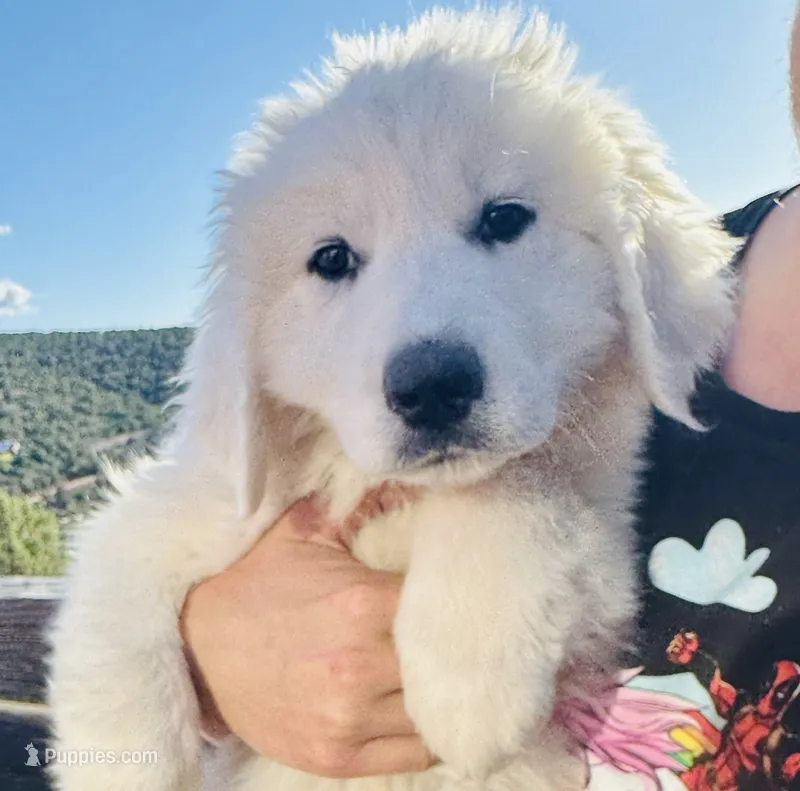 Paw – Great Pyrenees puppy for sale in Chino Valley, AZ