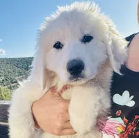 Paw, a female Great Pyrenees for sale in Chino Valley, AZ – 1 of 9