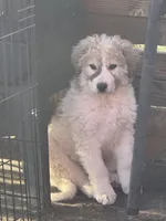 Shilo, a female Great Pyrenees for sale in Chino Valley, AZ – 2 of 9