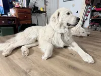 Shilo, a female Great Pyrenees for sale in Chino Valley, AZ – 7 of 9