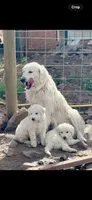 Paw, a female Great Pyrenees for sale in Chino Valley, AZ – 9 of 9