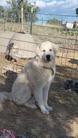 Lenny, a male Great Pyrenees for sale in Chino Valley, AZ – 3 of 9