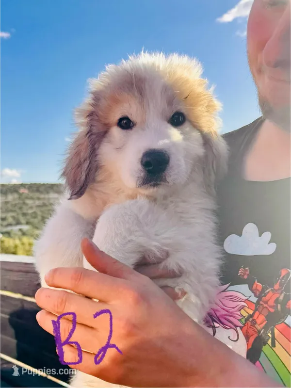 Lenny – Great Pyrenees puppy for sale in Chino Valley, AZ
