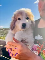 Lenny, a male Great Pyrenees for sale in Chino Valley, AZ – 1 of 9