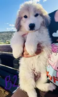 Lenny, a male Great Pyrenees for sale in Chino Valley, AZ – 2 of 9