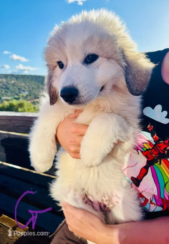 Amy – Great Pyrenees puppy for sale in Chino Valley, AZ