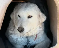 Amy, a female Great Pyrenees for sale in Chino Valley, AZ – 6 of 9