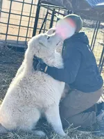 Amy, a female Great Pyrenees for sale in Chino Valley, AZ – 3 of 9