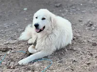Amy, a female Great Pyrenees for sale in Chino Valley, AZ – 5 of 9
