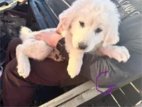 Lily, a male Great Pyrenees for sale in Chino Valley, AZ – Photo 2 of 10