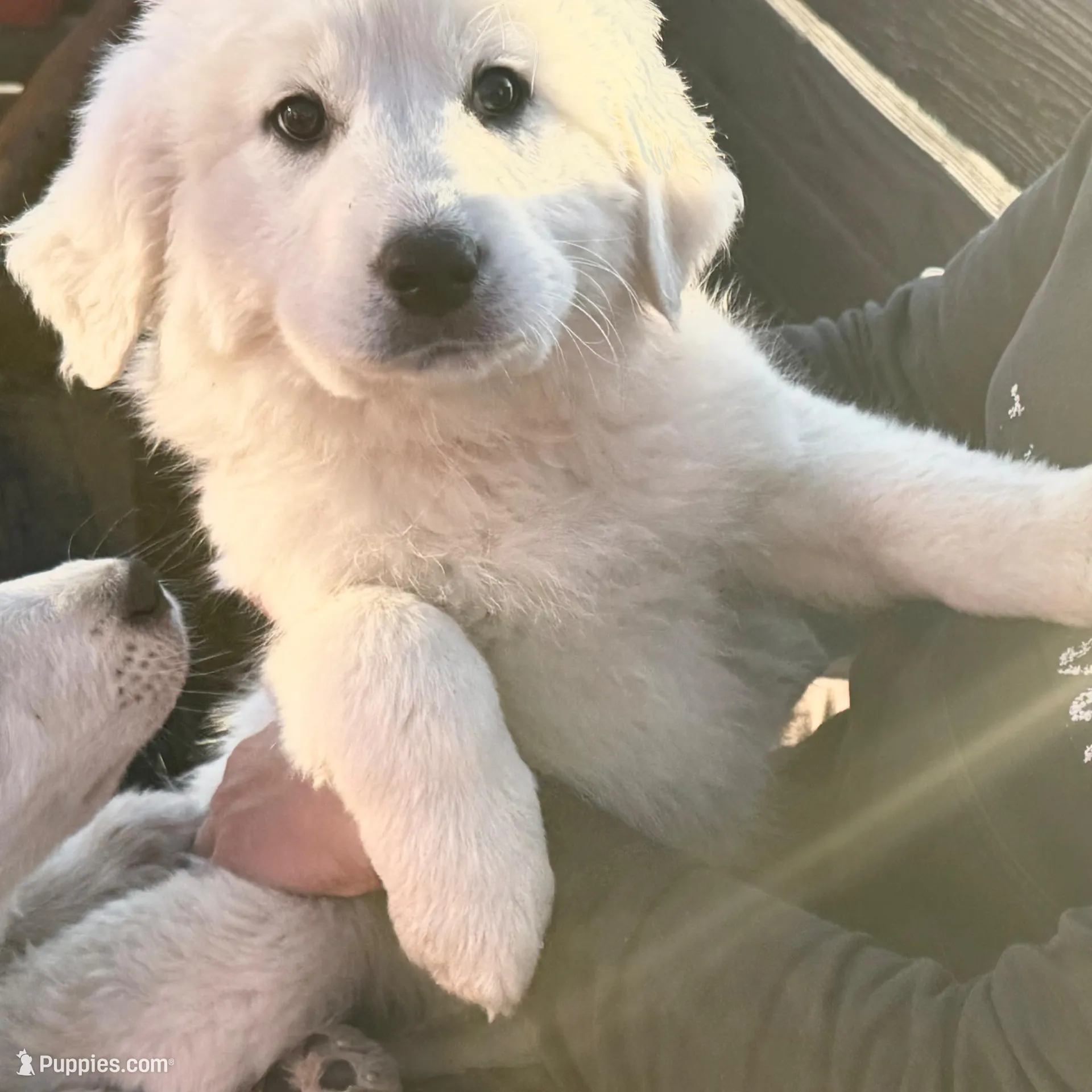Lily, a male Great Pyrenees for sale in Chino Valley, AZ – Photo 1 of 10