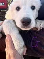 Lily, a male Great Pyrenees for sale in Chino Valley, AZ – Photo 5 of 10