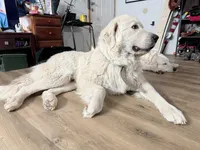 Lily, a male Great Pyrenees for sale in Chino Valley, AZ – Photo 9 of 10