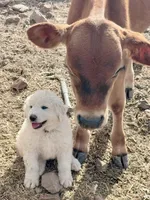 Lily, a male Great Pyrenees for sale in Chino Valley, AZ – Photo 7 of 10