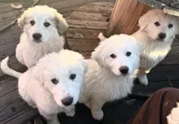 Lily, a male Great Pyrenees for sale in Chino Valley, AZ – Photo 3 of 10