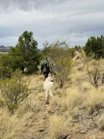 Bo, a male Great Pyrenees for sale in Chino Valley, AZ – Photo 7 of 10