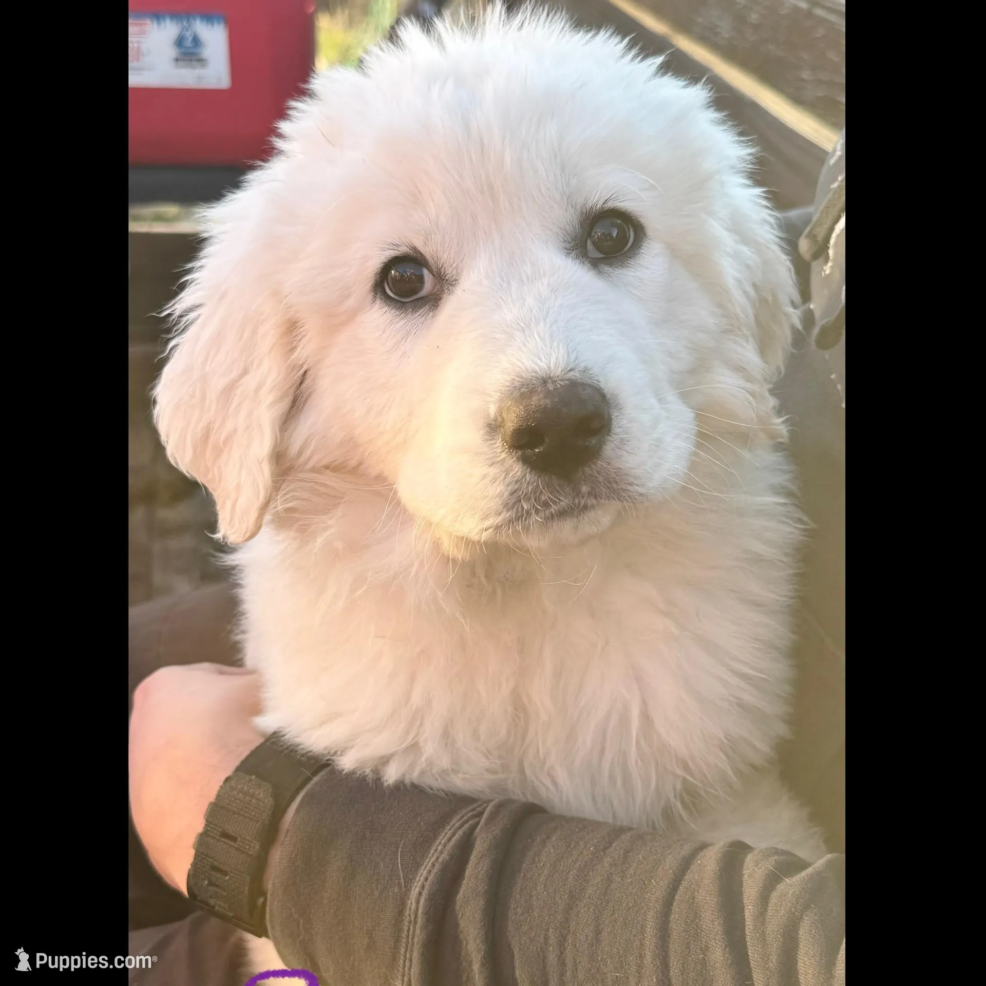 Bo, a male Great Pyrenees for sale in Chino Valley, AZ – Photo 1 of 10