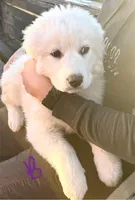 Bo, a male Great Pyrenees for sale in Chino Valley, AZ – Photo 4 of 10