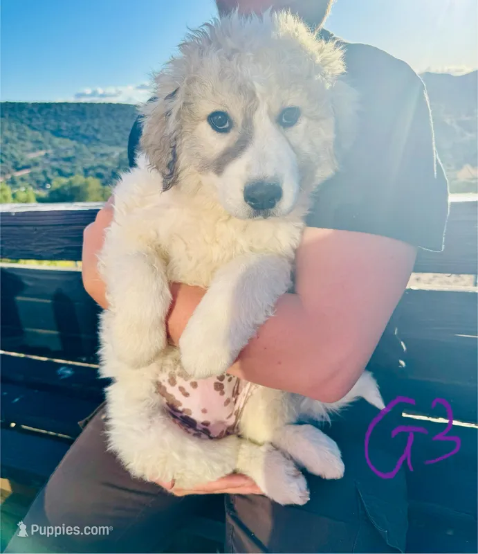 Shilo – Great Pyrenees puppy for sale in Chino Valley, AZ