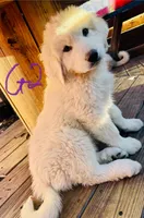 Candy, a female Great Pyrenees for sale in Chino Valley, AZ – 2 of 9