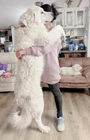 Paw, a female Great Pyrenees for sale in Chino Valley, AZ – 7 of 9