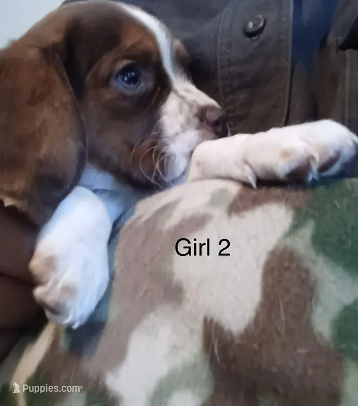 Girl 2 – Cairn Terrier, Beagle puppy for sale in Binghamton, NY