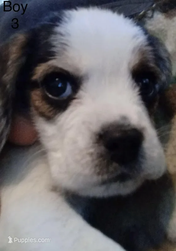Boy 3 – Cairn Terrier, Beagle puppy for sale in Binghamton, NY