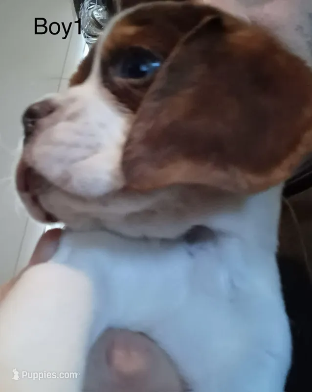 Boy 1 – Cairn Terrier, Beagle puppy for sale in Binghamton, NY