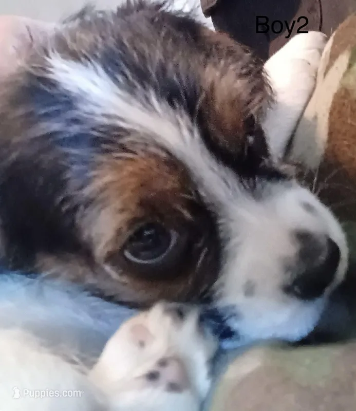 Boy 2 – Cairn Terrier, Beagle puppy for sale in Binghamton, NY