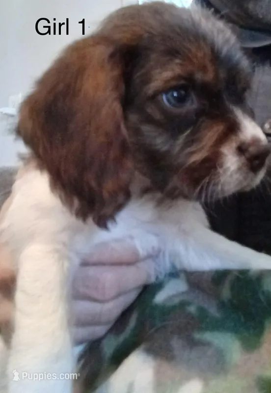 Female one – Cairn Terrier, Beagle puppy for sale in Binghamton, NY