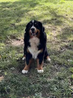 Chief, a male Bernese Mountain Dog for sale in Tulsa, OK – Photo 4 of 5
