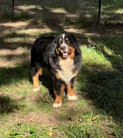 Chief, a male Bernese Mountain Dog for sale in Tulsa, OK – Photo 2 of 5