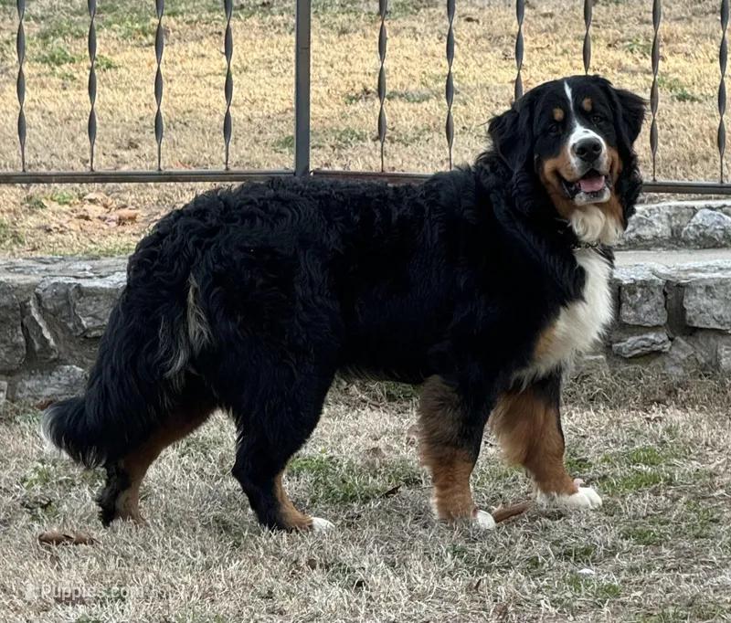 Chief – Bernese Mountain Dog puppy for sale in Tulsa, OK