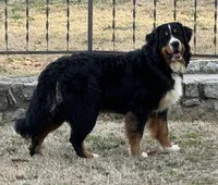 Chief, a male Bernese Mountain Dog for sale in Tulsa, OK – Photo 1 of 5