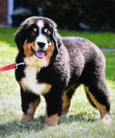 Chief, a male Bernese Mountain Dog for sale in Tulsa, OK – Photo 5 of 5