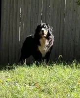 Chief, a male Bernese Mountain Dog for sale in Tulsa, OK – Photo 3 of 5