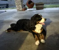 Twisted Oaks Berners, a female Bernese Mountain Dog for sale in Tulsa, OK – Photo 2 of 2