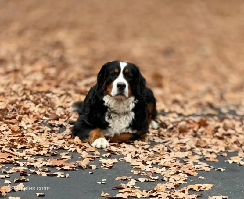 Twisted Oaks Berners – Bernese Mountain Dog puppy for sale in Tulsa, OK