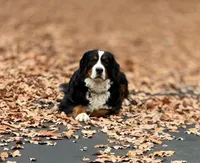 Twisted Oaks Berners, a female Bernese Mountain Dog for sale in Tulsa, OK – Photo 1 of 2