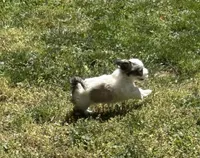 Tom, a male Coton de Tulear for sale in Nathalie, VA – Photo 3 of 8