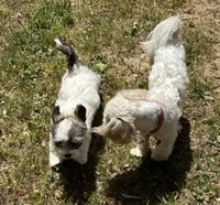 Tom, a male Coton de Tulear for sale in Nathalie, VA – Photo 5 of 8