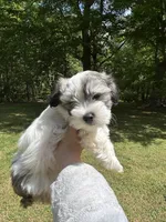 Tom, a male Coton de Tulear for sale in Nathalie, VA – Photo 7 of 8
