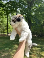 Tom, a male Coton de Tulear for sale in Nathalie, VA – Photo 6 of 8