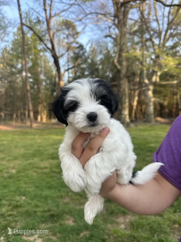 Nala – Coton de Tulear puppy for sale in Nathalie, VA