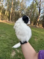 Nala, a female Coton de Tulear for sale in Nathalie, VA – Photo 2 of 2
