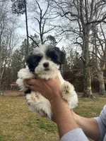 Coton-tzu, a male Coton de Tulear and Shih Tzu for sale in Nathalie, VA – Photo 2 of 3