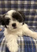 Bear-Coton-tzu, a male Coton de Tulear and Shih Tzu for sale in Nathalie, VA – Photo 1 of 6