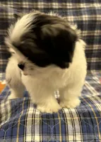 Bear-Coton-tzu, a male Coton de Tulear and Shih Tzu for sale in Nathalie, VA – Photo 3 of 6