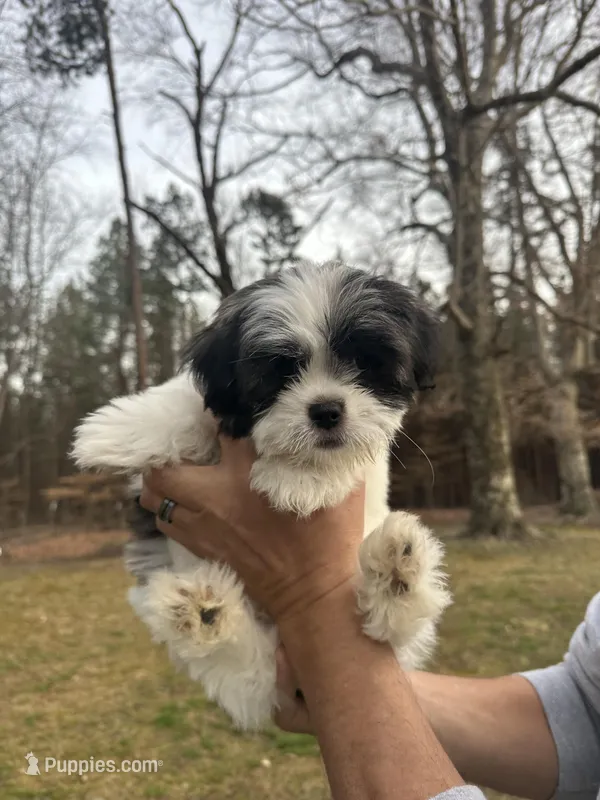Coton-tzu